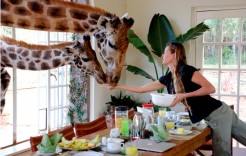 feeding giraffe feeding giraffe