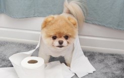 Which Celebrities would you Let Babysit your Pet? Which Celebrities would you Let Babysit your Pet?