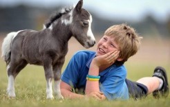 boy talking to pony boy talking to pony