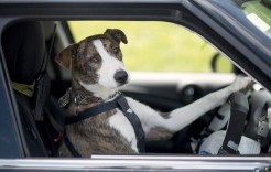drivingdogs "They see me rollin' .... they hatin'..."