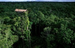 korowai-tree-house1 korowai-tree-house1
