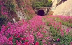 pinktunnel pinktunnel