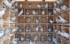 pigeonmen2 pigeonmen2